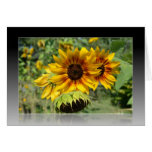 Summer Sunflowers Reflection Card