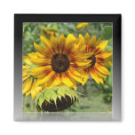 Summer Sunflowers Reflection Magnet