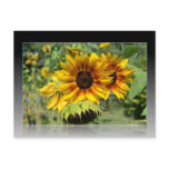Summer Sunflowers Reflection Post Card postcards