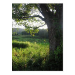 summer tree post card