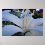 Summer White Lily Poster