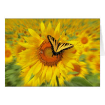 Summer wings ,greeting card