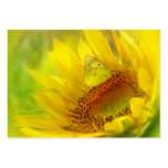Summer wings, profile card business cards