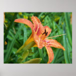 SummerFlowers047 Posters
