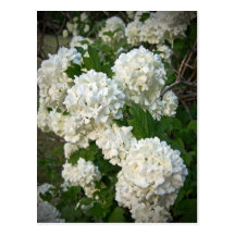 Summer's Snowballs Post Card