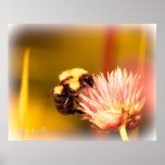 Summertime In A Field Of Clover 7 Bee