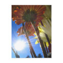 Sun and Flowers Postcard