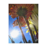 Sun and Flowers Postcard