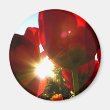 Sun and Red Petals Refrigerator Magnets