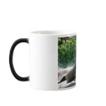 "SUN BATHING SEAL" mugs