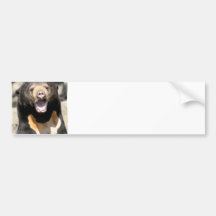 Sun Bear Bumper Sticker