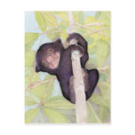 Sun Bear Cub Postcard