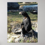 Sun Bear posters