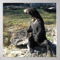 Sun Bear Posters