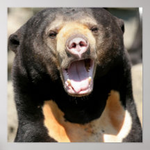 Sun Bear Posters