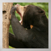 Sun Bear with Mouth Open Poster