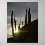 Sun Cactus Posters