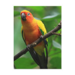 Sun Conure Bird postcards
