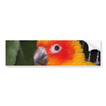 Sun Conure bumper stickers