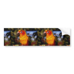 Sun conure bumper stickers