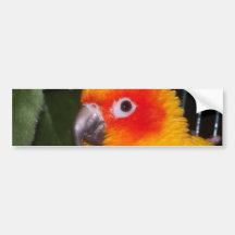 Sun Conure Bumper Stickers