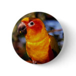 Sun conure buttons
