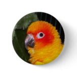 Sun Conure buttons