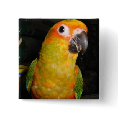 Sun conure pinback button by rescueadog