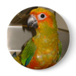 Sun conure buttons