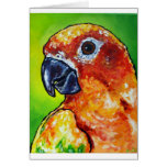 Sun Conure cards
