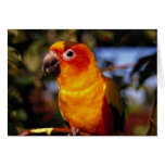 Sun conure cards