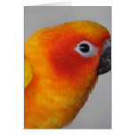 Sun Conure cards