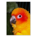 Sun Conure cards