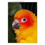 Sun Conure cards