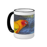 Sun Conure - Coffee Mug