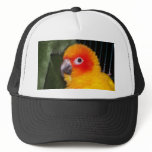 Sun Conure hats