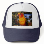 Sun conure hats
