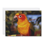 Sun conure invitations