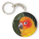 Sun Conure keychains