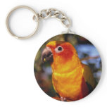 Sun conure keychains