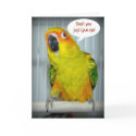 Sun Conure Love cards