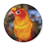 Sun conure magnets