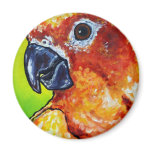 Sun Conure magnets
