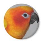 Sun Conure magnets