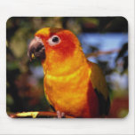 Sun conure mousepads