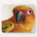 sun conure mousepad