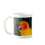 Sun Conure mugs