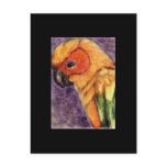 Sun Conure (parrot) ACEO Art Trading Card postcards