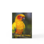 Sun Conure Parrot Blank Birthday Card