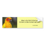 Sun Conure Parrot Bumper Sticker (with text) bumper stickers